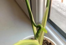 以春羽怎么栽培？（一步一步教你成功种植春羽）