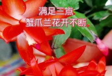蟹瓜兰花开完了怎么办？（如何妥善处理蟹瓜兰花盛开后的问题）