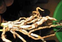 米兰花换盆攻略（如何选择适宜的盆土和盆器，让你的米兰花健康生长）