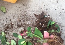 保留叶子根茎的技巧与方法（充分利用植物的叶子、根和茎，实现资源的最大化利用）