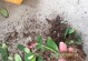 保留叶子根茎的技巧与方法（充分利用植物的叶子、根和茎，实现资源的最大化利用）