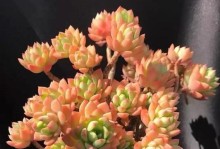 打造梦幻天使多肉美丽状态的养护技巧