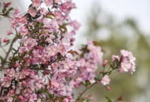 海棠花种植全攻略（适宜土种、养护方法、繁殖技巧一网打尽）