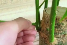 如何正确修剪小发财树的枝叶（学会修剪让小发财树茁壮成长）