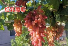 葡萄树嫁接技术详解（探究葡萄树嫁接的方法与效果）