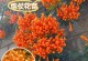 炮仗花的生长过程（探索炮仗花的成长之路）
