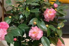 茶花叶子卷曲之谜（茶花叶子卷曲的原因及解决方法）