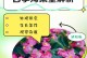 四季海棠的种子及其繁殖方式（探究四季海棠的种子特征和种植技巧，了解其繁殖方式）