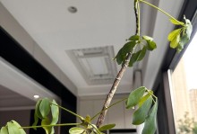 鸭脚木叶子发黄的原因及处理方法（探究鸭脚木叶子发黄的原因，提供有效的处理方法）
