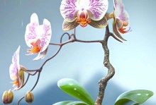 蝴蝶兰（探究蝴蝶兰的喜水程度和养护技巧）