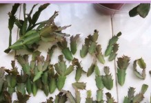 蟹爪兰繁殖指南（掌握关键技巧，轻松繁衍无数美丽的蟹爪兰）
