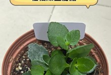 长寿花烂叶片掉叶现象的原因及解决方法（烂叶片掉叶的关键原因是什么？如何有效解决这一问题？）