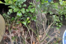 米兰花病害防治大全（了解病因，科学防治，呵护您的米兰花）