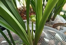 兰花爆苗养护秘籍（掌握关键技巧，培育茁壮苗芽）