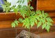 花生是被子植物，这些你必须知道（从起源到栽培，掌握花生全貌）