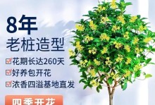 怎样养护桂花，让它常年开花？（桂花的开花时间、养护方式与注意事项）