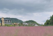 粉黛乱子草开花时间及特点（探究粉黛乱子草开花的时间、外观及生态特点）
