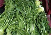 大头菜——一种神奇的蔬菜（探究大头菜的外貌、品种、种植、食用与营养价值）