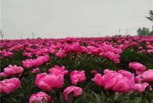 白芍种植与生长全攻略（时间、周期、关键技巧，快速掌握白芍种植）