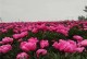 白芍种植与生长全攻略（时间、周期、关键技巧，快速掌握白芍种植）