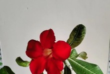 沙漠玫瑰的花期与观赏时间（探秘沙漠玫瑰开花的奥秘）