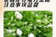 茉莉花的养护秘籍（打造美丽茉莉花园，从养护方法开始）