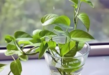 绿萝腐烂的治疗方法及预防措施（拯救您的绿萝）