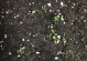 授粉过程中的文珠兰种子的关键环节（深入了解文珠兰种子授粉的必要性及方法）