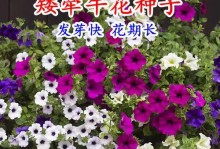 种植矮牵牛的全面指南（从种子到花朵，一步步教你打造美丽花园）