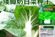 矮脚白菜的最佳播种时间（如何选择最佳的播种时间来提高产量和品质）