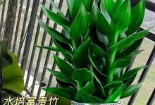 水养富贵竹冬季养护指南（富贵竹养护技巧，让你的家居更加绿色）