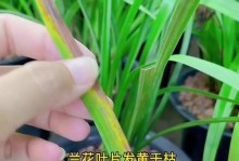 兰花叶子卷曲发黄的原因及解决方法（保护兰花叶子健康生长的关键措施）