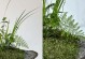 盆栽之道（学会正确的盆栽铺土技巧，让你的植物茁壮成长）