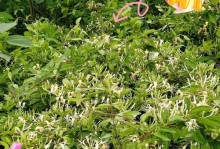 金银花种植方法详解（打造家庭花园的最佳选择）