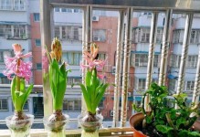 以盆栽玫瑰花哭了的抢救方法（如何挽救盆栽玫瑰花的生命，使其重新焕发生机）