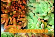 多肉控养之如何培养肥美的植物（肥胖多肉的关键养护技巧，助你打造独特盆景）