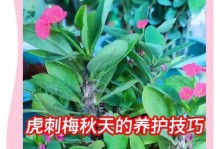 以虎刺梅不生长的原因及解决方法（探究虎刺梅不生长的可能因素，提供有效的解决方案）