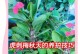 以虎刺梅不生长的原因及解决方法（探究虎刺梅不生长的可能因素，提供有效的解决方案）