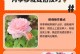 以藤本月季定植方法为主题的详细指南（藤本月季定植）
