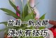 七彩铁养护之浇水频率（掌握适宜浇水时间，打造美丽多肉）