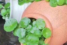 如何养殖铜钱草？（掌握关键技巧，轻松打造绿色家居）