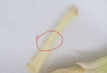 如何有效防治兰花长虫子？（兰花长虫子的危害及防治方法）