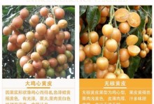 黄皮果树风水寓意及摆放位置（探究黄皮果树的好处与注意事项）