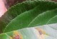 叶子上出现黄斑，如何处理？（黄斑是植物病害的信号，不容忽视）