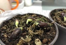 腊梅繁育的方法与技巧（了解腊梅繁育步骤，助您成功培育芬芳美丽的腊梅）