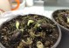 腊梅繁育的方法与技巧（了解腊梅繁育步骤，助您成功培育芬芳美丽的腊梅）