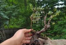 水杨梅的养殖方法和养护要点（轻松掌握，让你成为水杨梅种植专家）