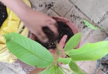 白兰烂根的补救措施（挽救植物健康，重拾白兰的美丽）