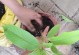 白兰烂根的补救措施（挽救植物健康，重拾白兰的美丽）