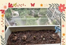 水仙花种植方法大全集（从种植到繁殖，轻松打造花坛的绝美风景）